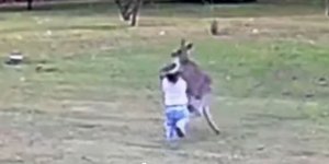 Αυστραλία: Καγκουρό έκανε άγρια επίθεση σε παιδί, το έσωσε ο πατέρας του -Δείτε βίντεο