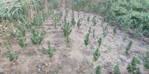 Η φυτεία κάνναβης που εντοπίστηκε στην Ηλεία