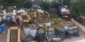 Η κάνναβη που βρέθηκε στο θερμοκήπιο στα Χανιά