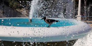 Ένα πουλί δροσίζεται από τον καύσωνα σε συντριβάνι της Καλλιθέας Ρόδου