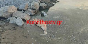Δελφίνι ξεβράστηκε νεκρό σε παραλία της Κορινθίας