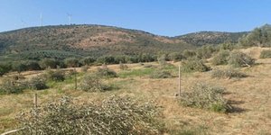 Άγνωστοι έκοψαν 70 ελιές σε χωράφι στη Μεσσηνία