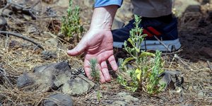 Η Nova, πιστή στη δέσμευσή της προς το περιβάλλον, παρέδωσε το μείζον έργο αποκατάστασης πυρόπληκτων περιοχών στη Ρόδο