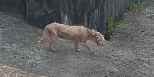 Ο Μπόμπι, ο σκύλος που βρέθηκε να περιφέρεται στους δρόμους του Μπαλί