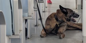 Σκαρ, ο σκύλος που συμμετέχει στις έρευνες εντοπισμού του Μόσλεϊ στη Σύμη