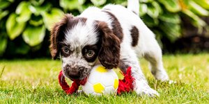 Σκύλος με μπάλα