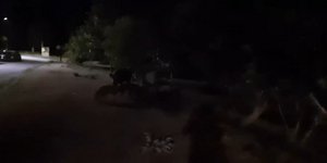 Τα αγριογούρουνα που κυκλοφορούν στο Ωραιόκαστρο