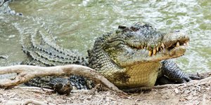 Κροκόδειλος στη Αυστραλία