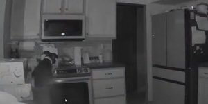 Απίστευτο: Σκύλος... άναψε το μάτι της κουζίνας και έβαλε φωτιά στο σπίτι [βίντεο]