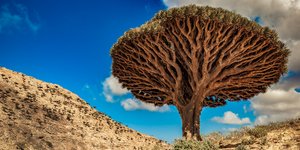 Dragon Blood Tree στο νησί Socotra, Υεμένη