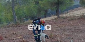  Φωτιά στην Εύβοια: Πυροσβέστης έσωσε σκυλί μέσα από το δάσος