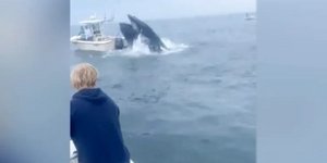 Μια φάλαινα προσγειώθηκε σε σκάφος