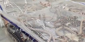 Φίδια σε σακκούλες