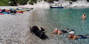 Γουρούνια και άνθρωποι αναμειγνύονται και φαίνεται να απολαμβάνουν ο ένας την παρέα του άλλου στο νησί της Ατόκου