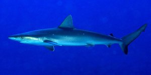 Καρχαρίες όπως ο εικονιζόμενος του Ατλαντικού βρέθηκαν θετικοί σε κοκαϊνη ανοικτά της Βραζιλίας