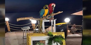 Οι δυο παπαγάλοι που τους είχαν κόψει τα φτερά στην Χαλκιδική