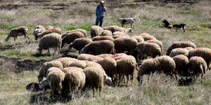 sheeps