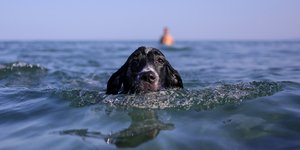 Σκύλος στη θάλασσα