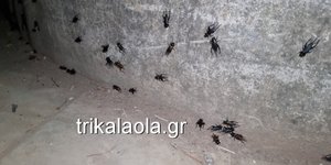 τριζόνια