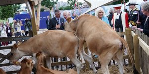 Αγελάδες... καβάλησαν η μία την άλλη, ενώ τις χάιδευε η βασίλισσα Καμίλα