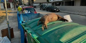 Το σκοτωμένο αγριογούρουνο πάνω σε κάδο σκουπιδιών