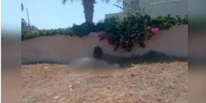 Κτηνωδία στη Σαντορίνη Έδεσαν άλογο και το άφησαν να πεθάνει
