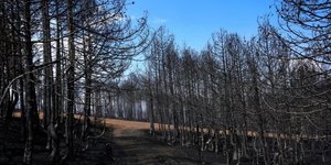 Καμένες δασικές εκτάσεις από τις πυρκαγιές στην Ελλάδα / Φωτογραφία: AP