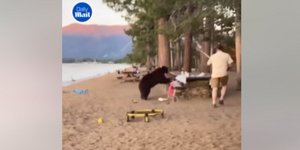 αρκούδα