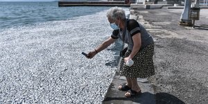 Νεκρά ψάρια στον Βόλο
