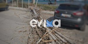 Πτώση δέντρου προκάλεσε ζημιές σε σταθμευμένο όχημα στην Ερέτρια