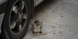 Αυτοκίνητο ζώο