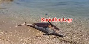 Κορινθία: Δελφίνι ξεβράστηκε νεκρό στην παραλία Κοκκωνίου