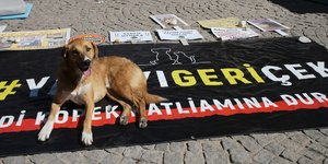 Διαδήλωση για τα αδέσποτα σκυλιά στην Τουρκία