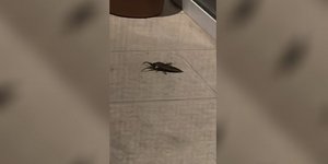 Ο λιθόκερος που εντοπίστηκε σε βεράντα στη Λάρισα