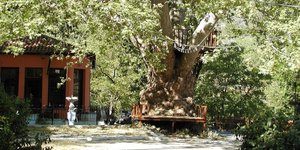 Ο πλάτανος στον Κήπο της Παναγίας στην Αγιάσο 