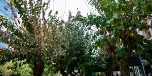 Μουριές στην Αθήνα