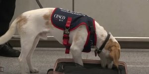 Η κυβέρνηση της Νότιας Κορέας τοποθέτησε σκύλο στο αεροδρόμιο για να ανιχνεύει κοριούς