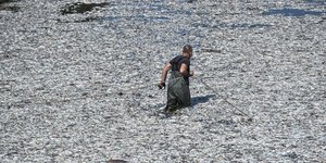 Νεκρά ψάρια στον Παγασητικό