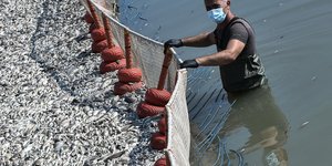 Νεκρά ψάρια στον Παγασητικό