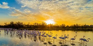 Camargue/Shutterstock