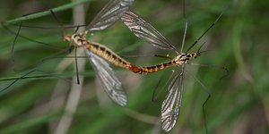 Κουνούπια κάνουν σεξ