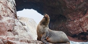 Λιοντάρι θαλάσσιο 