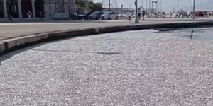 Βόλος, νεκρά ψάρια