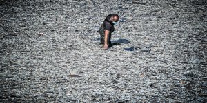 Volos Fish Kill