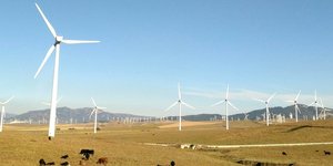 Αιολικό πάρκο με αγελάδες