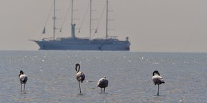 Φλαμίνγκο στον υδροβιότοπο Ναυπλίου