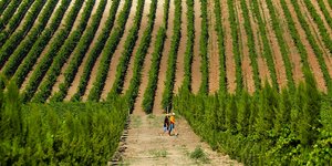 αμπελώνας άνθρωποι αμπέλια Κτήμα Γεροβασιλειου 