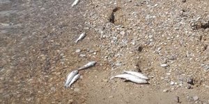 Ξεβράστηκαν νεκρά ψάρια στην περιοχή της Ροβιάτας στην Ηλεία