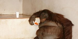 Ο πιο παχύς ουρακοτάγκος του κόσμου