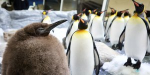 πιγκουίνος 